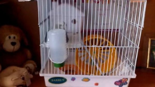 Уход за сирийскими хомячками:3