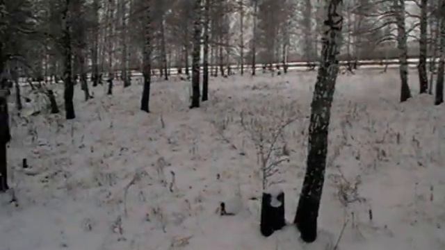 прогулка в зимнем лесу