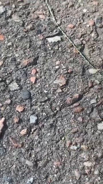 Рыбалка в Парке Победы.Трофейный Ротан #fishing #streetfishing смотреть онлайн