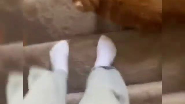 FUNNY CATS |2019| FUNNY FAILS || СМЕШНЫЕ ЖИВОТНЫЕ |2019| СМЕШНЫЕ ПАДЕНИЯ|| 搞笑海豹 #6 смотреть онлайн