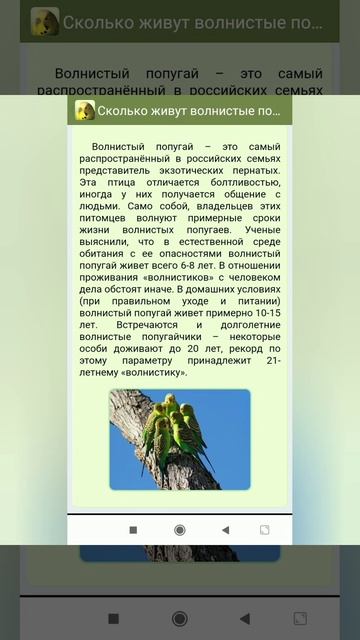 Сколько живут волнистые попугаи ? смотреть онлайн