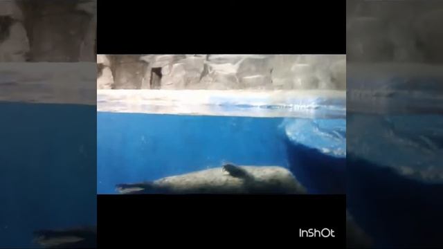 Морской котик !