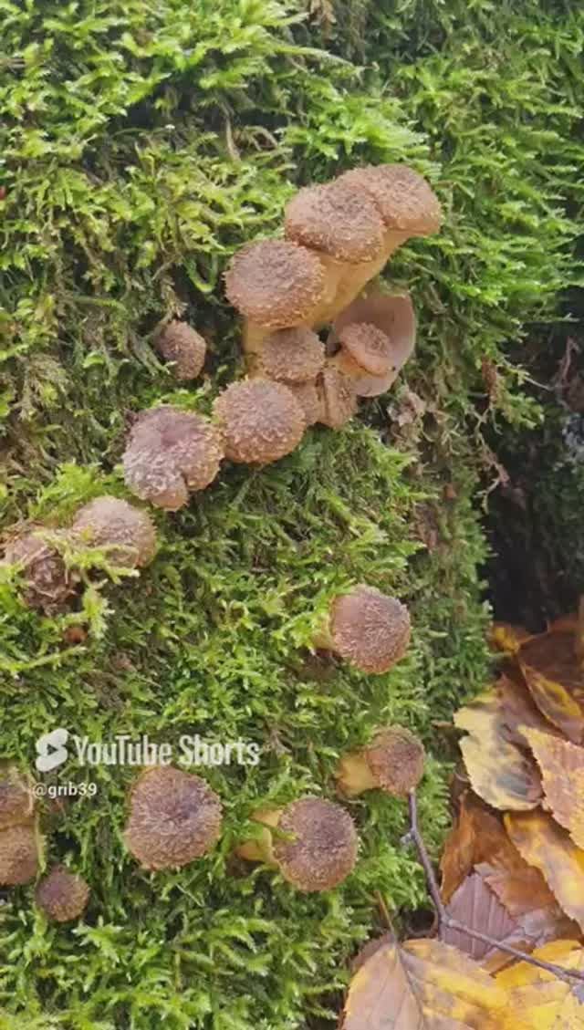 БОМБИЧЕСКИЕ ГРИБЫ ОПЯТА👍 ГРИБНИКИ В ШОКЕ🔥 #shorts #сборгрибов #грибы #лес смотреть онлайн