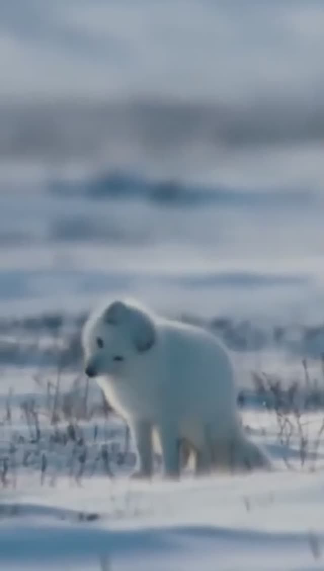 Снежная лиса Ксюша VS хомяк Валентин смотреть онлайн