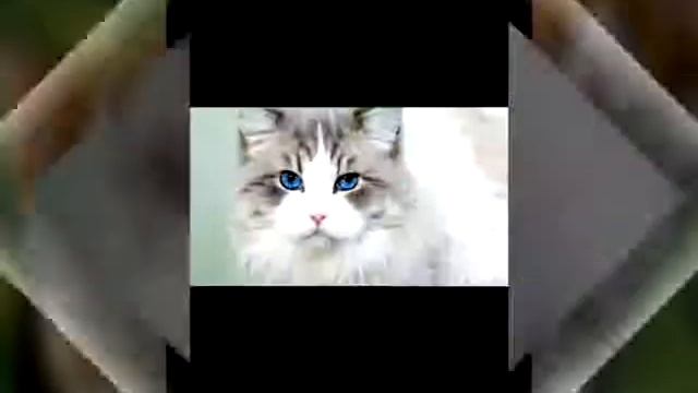 Малки котета смотреть онлайн