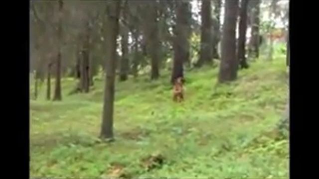 Градско куче нападнато от елен. Баси!!! смотреть онлайн