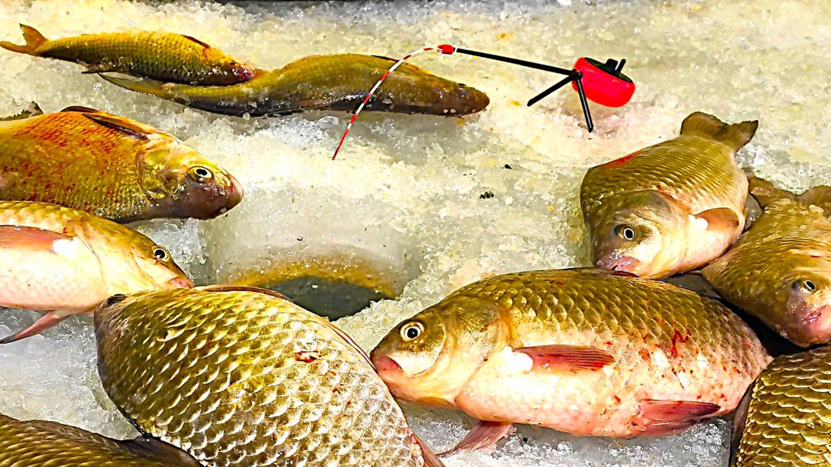 ОТ НЕГО ЛЕСКА ЗВЕНИТ!!! КРУПНЫЙ КАРАСЬ ЗИМОЙ - ЗИМНЯЯ РЫБАЛКА смотреть онлайн