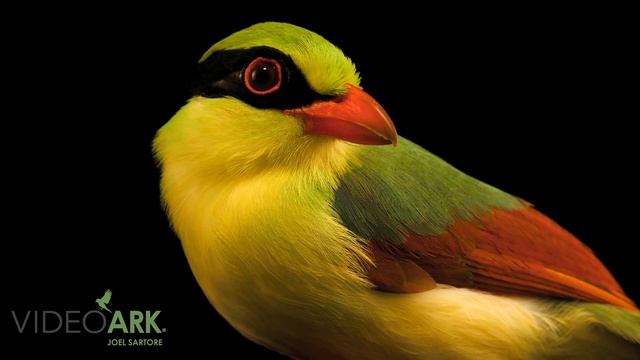 A female Indochinese green magpie (Cissa hypoleuca) named Jolie at the Los Angeles Zoo смотреть онлайн