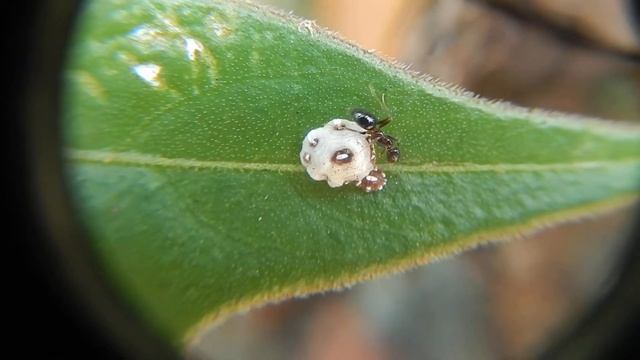 Ceroplastes cirripediformis Comstoc 2 смотреть онлайн