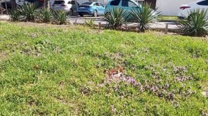 video_2025-03-19_16-54-55