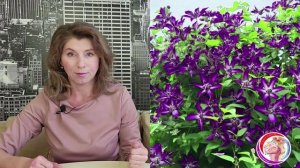 Подбор сортов клематисов в цветники. Сочетания. Вебинар 10. Вацап 89193271772