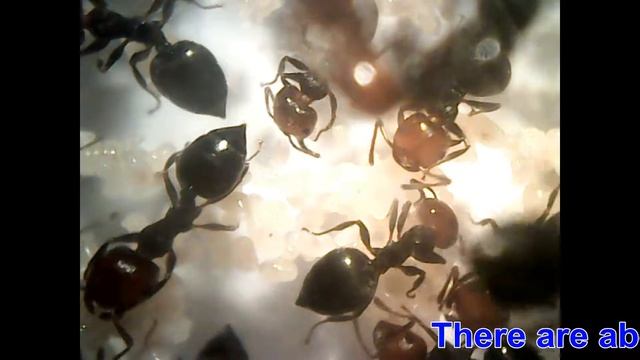 Life of the ant Crematogaster scutellaris смотреть онлайн