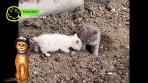 ХОЛЛИ БАМ  ПЕСНЯ ПРО КОТЯТ ХУЛЛИГАН @HolyBaam