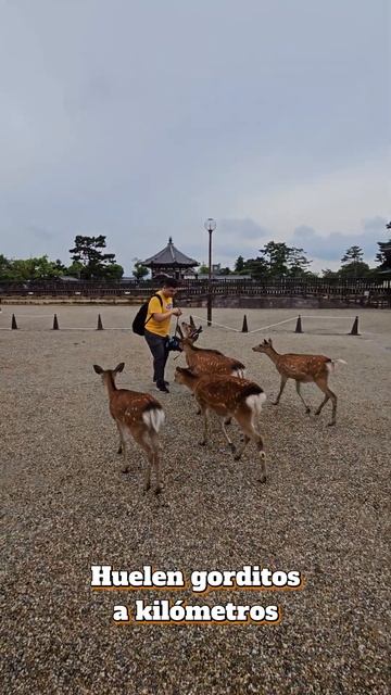 Venaditos del Japón 🦌🇯🇵 #fyp #parati #venado #deer #shorts #japon #japan #animalatack #ataqueanimal смотреть онлайн