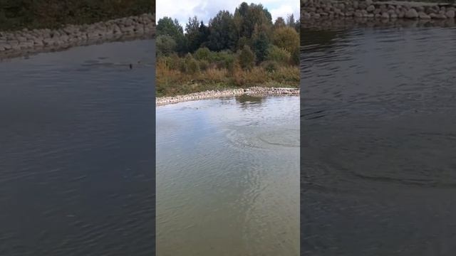 Поймал форель в своём пруду смотреть онлайн