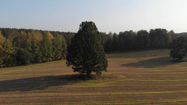 Дуб смотреть онлайн