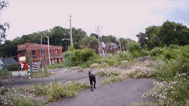 Walking With My Sage At Abandoned Westinghouse Factory