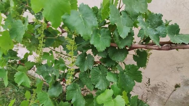 Cleste pentru palisat vita de vie sau legume смотреть онлайн