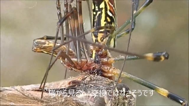 エサに執着するジョロウグモのオス【4倍速】Trichonephila clavata смотреть онлайн