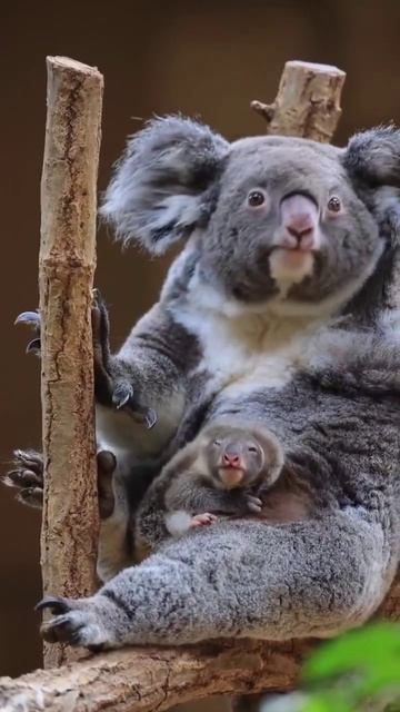 Koala With Babies - Adorable! | #shorts #koala смотреть онлайн