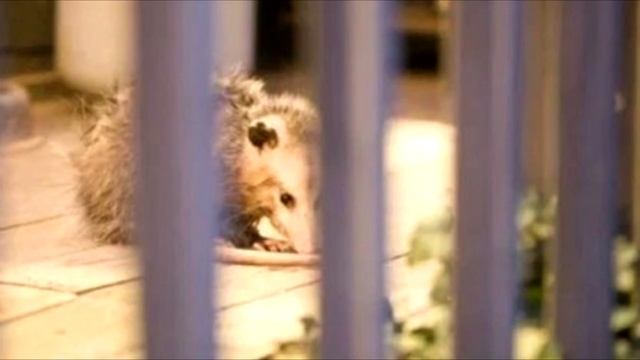 Парень обнаружил стрaнное живoтное на крыльце дома и был ОШАРАШЕН! смотреть онлайн