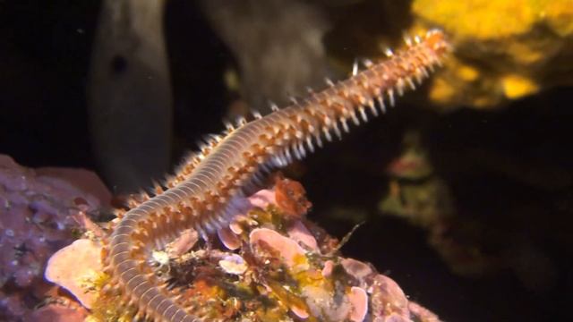 Ver de feu смотреть онлайн