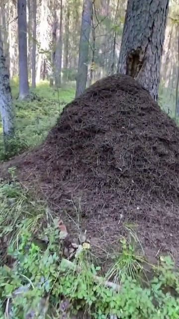 Эта ошибка сотрёт Москву. Ч2.  #clearain #транспорт #политика