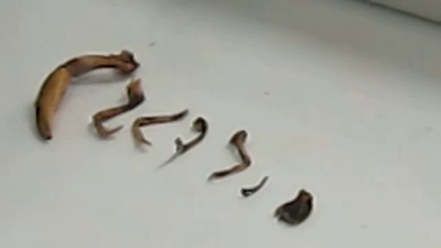 Clase artropodos parte 1 смотреть онлайн