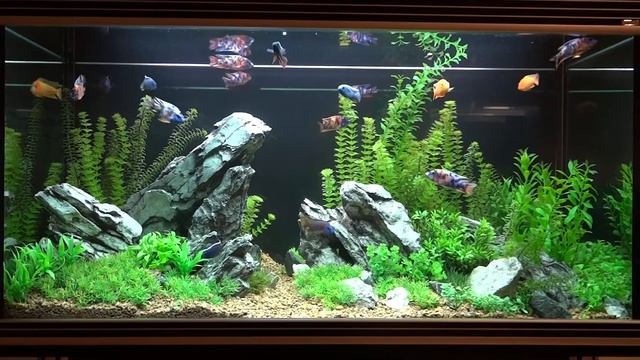 Аквариум в натуралистическом стиле с камнями в стиле Ивагуми смотреть онлайн