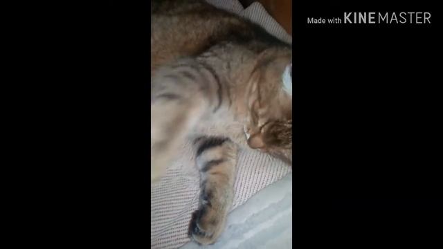 Как я играю со своей кошкой Филисатой смотреть онлайн
