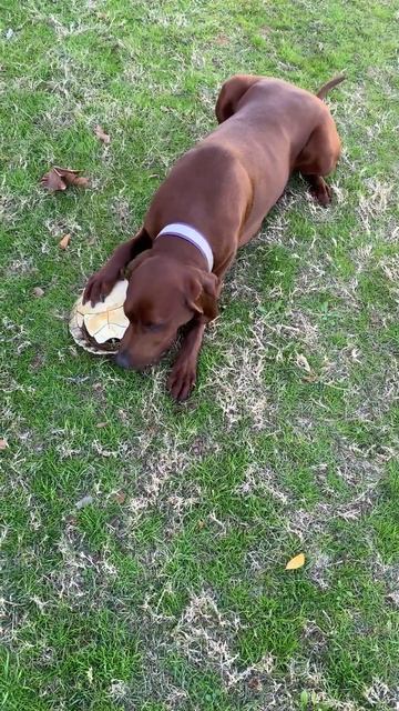 #waylon - I’m done! #ruby - mmm turtle 🐢 shell @Ruby-WaylonVaughn