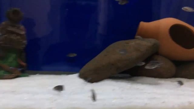 Tropheus Duboisi Maswaların Tetra Pro Keyfi смотреть онлайн