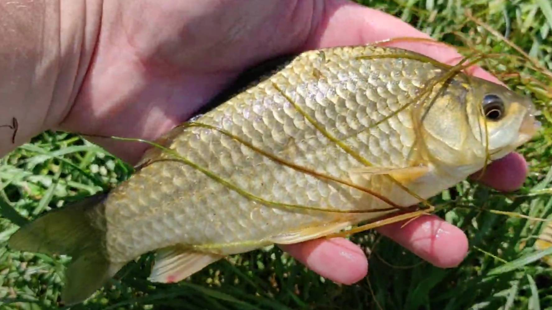 ЛОВЛЯ КАРАСЯ НА ДОНКИ. ЛУЧШАЯ ПРИМАНКА НА КАРАСЯ - ГОРОХ. РЫБАЛКА 2025 смотреть онлайн