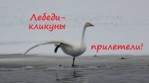 Лебеди-кликуны вернулись в Питер. Крики лебедей-кликунов