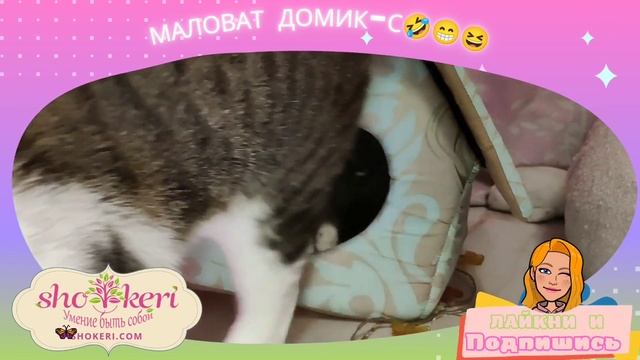 Маловат домик для кошек смотреть онлайн