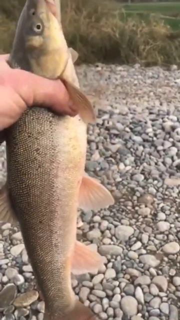 большая красивая рыба Маринка #youtube #рекомендации #world #fishing #