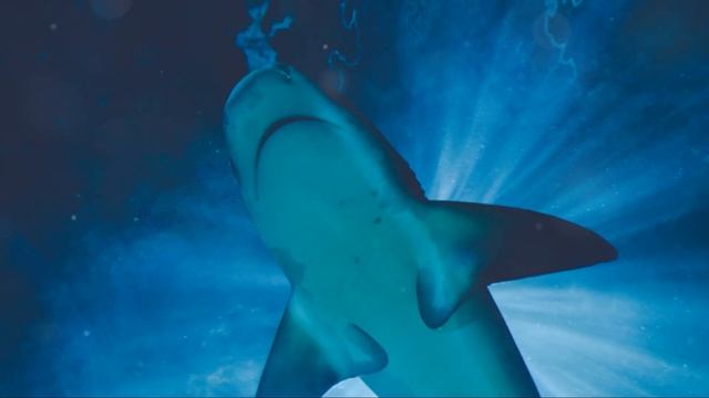 "From Depths to Extinction: The Rise and Fall of the Megalodon" смотреть онлайн