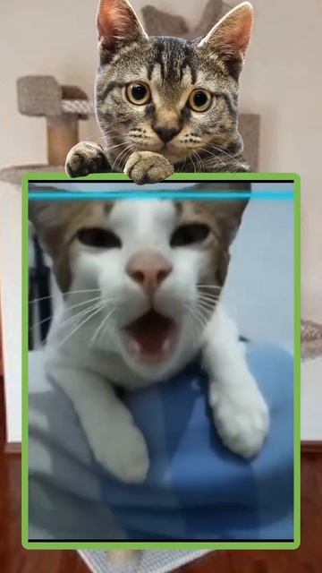 ПРИКОЛЫ С КОТАМИ😂| 🍌ХОЧУ БАНАНЫ! | СМЕШНОЙ КОТ ХОЧЕТ БАНАНОВ🤣 | СМЕШНОЕ ВИДЕО С КОТОМ💎 | КОТ смотреть онлайн