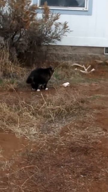 D & B Bison Ranch is live! смотреть онлайн