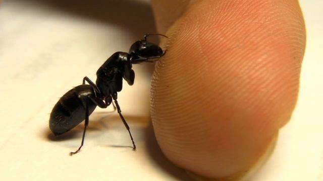 Queen black carpenter ant lapping up sweat смотреть онлайн