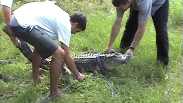 Alligator Wrestlin' смотреть онлайн