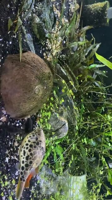 Puffer Meal Stolen After it’s Cracked Open смотреть онлайн