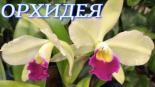 №1048/ МНОГО уценённых ОРХИДЕЙ в маг. ОРХИДЕЯ. НЕБОЛЬШАЯ поставка ОРХИДЕЙ смотреть онлайн