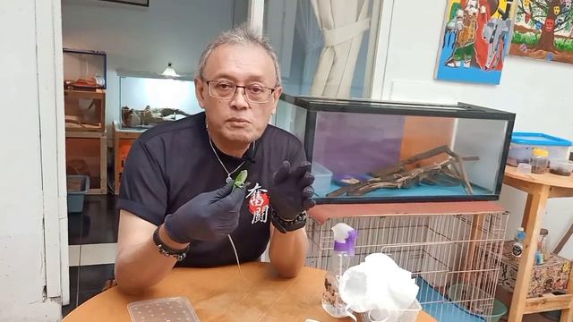 UNBOXING REPTIL EKSOTIS SULAWESI | LAMPROLEPIS SMARAGDINA | EMERALD TREE SKINK | + SETTING KANDAN смотреть онлайн