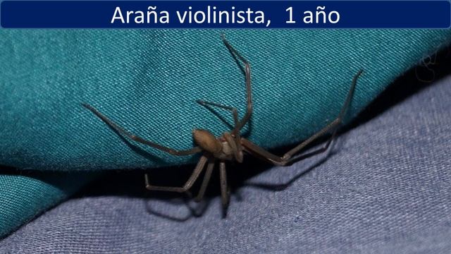 Cuanto vive una araña смотреть онлайн