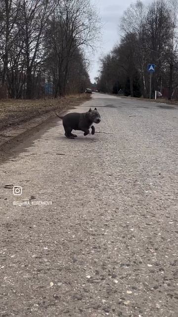Males bully. (Trapzilla’s Grandson) смотреть онлайн