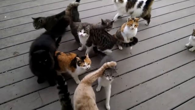 Mandrake potting ends in catastrophe смотреть онлайн