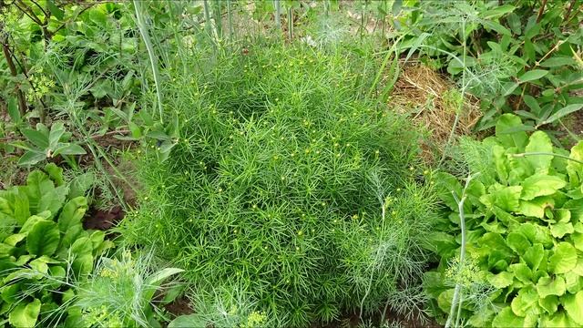 Кореопсис мутовчатый / Coreopsis Verticillata