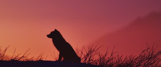 Огненный лис .2024.WEB-DL.1080p заставка на ТВ UHD Screensaver