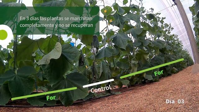 For DEFENSE - La resistencia a Fusarium de pepino смотреть онлайн